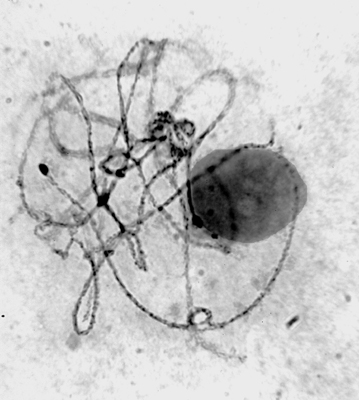 Barbara McClintock's Corn Chromosome