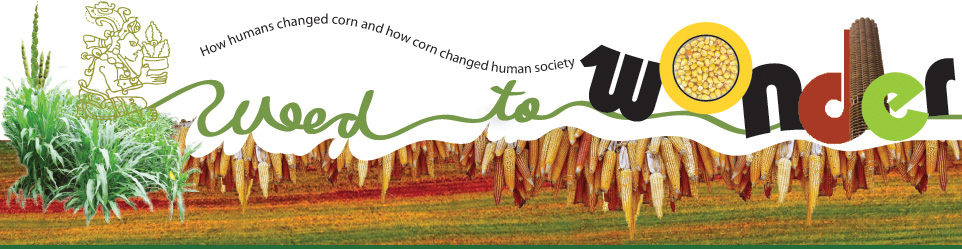 Weed to Wonder: How Humans Changed Corn and Corn Changed Human Society